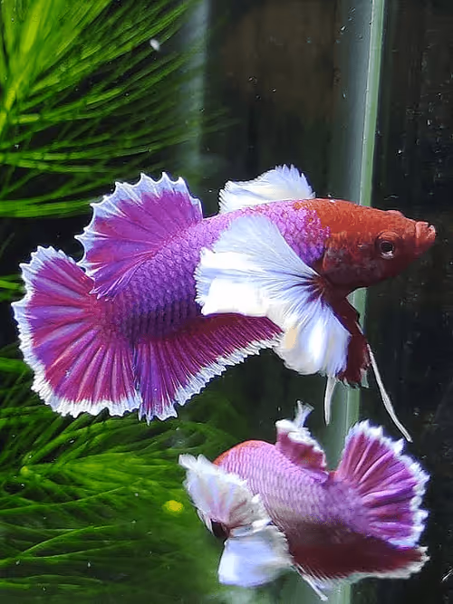 Item #107725212569464728039865251976365582145695756686242387333622912138489052004353 Media