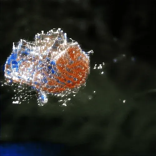 Item #71148294815452105370689080336867009321263834924188665178747291612667912912916 Media