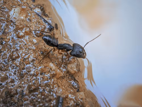 Item #10009359903282094537398543197541078073067770590855434614987939296137988538378 Media