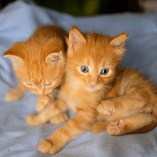 Sonya's kids