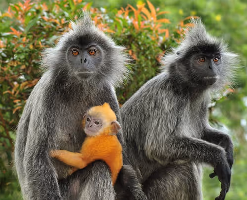 Item #45594647201663347778086533366212020564774309010196825968467676433906627772417 Media