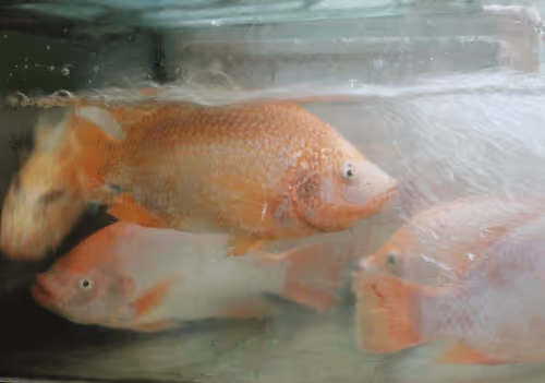 Item #47740723628740992811774374688397150768592318939959493340400451300121989087233 Media