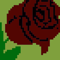  Rose