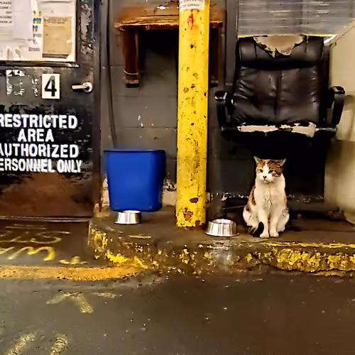 Peaches the Shop Cat