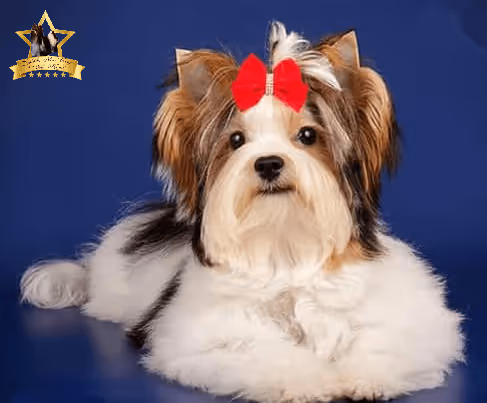 Item #38667131167011634385541907782208186835961873608250228940362662771624358445057 Media