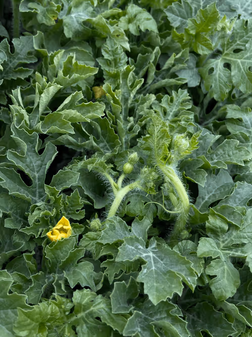 Item #71751047679511305985011817054352364605504148284906352718983005835384869355523 Media