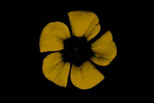 Item #97472780855113725442361506406406632137290984226550429674679319572630074294273 Media