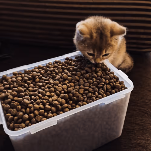 Item #85779533797330856680551245112287399753979626451492036541087858577291379474433 Media