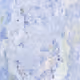 219748967106888701622657910106512926159617494211582895525419053893109678081