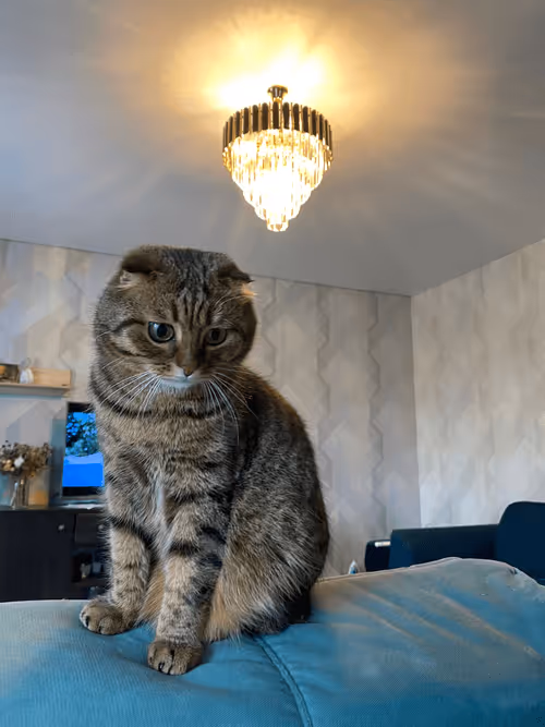 Item #97648873723531692505229052226653413410261476229229073728404594927157704130561 Media