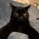 86362405705030943173217015807228379187354460512491153089918830759156629110785