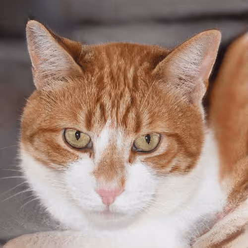 Item #106393158711752592444527764053332067386103257112262188176365271622268523380737 Media