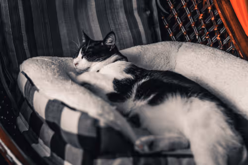 Item #108333172836631629328696584714053398631603269563571358519615745327309336346625 Media