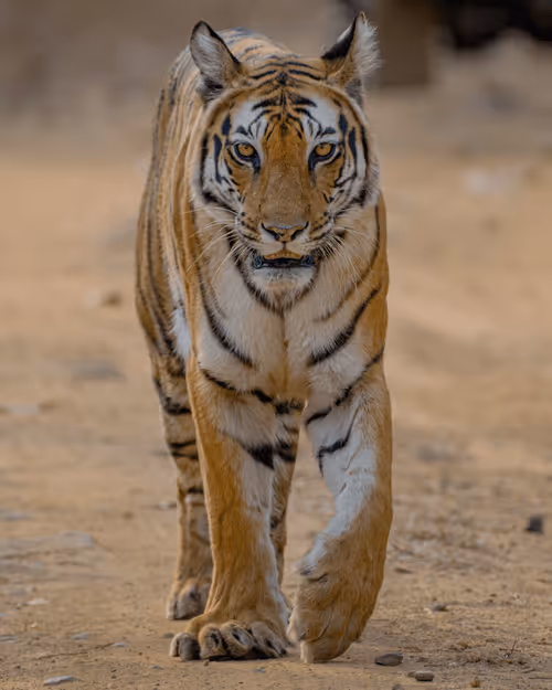 Item #61684684013370051227163866082320023750896296023852719411798081165504846758038 Media