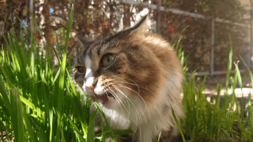 Item #88680272721371285934501562988049178859599418492822572919113237412483101097985 Media