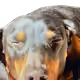 74388183107571848256633446996010033662379072698002169646249461052055364829185