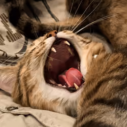 Don't yawn #17