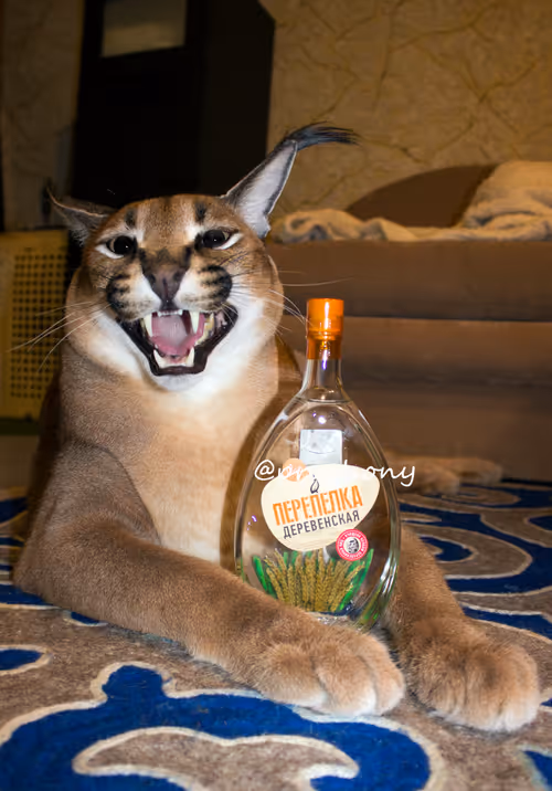 Item #85650510750019941535739105473061646298981630802236390331089999058880994213891 Media