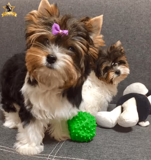 Item #38667131167011634385541907782208186835961873608250228940362662768325823561729 Media