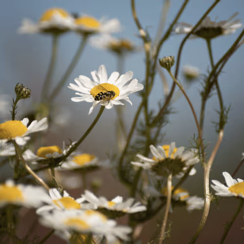 Item #102458927918199709241975540615932782382390740094903184465142341295015825768449 Media