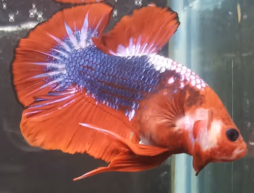 Item #76093963924936973222684762009084726555674488189040824510729450731817138126849 Media