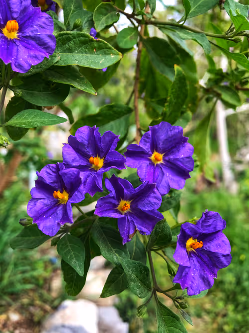 Item #66820219221198918858103330238748166887962299943803224281381121412773347065857 Media