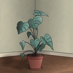 #5 Monstera Plant