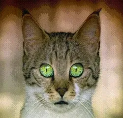 Transformation of a cat into a lion