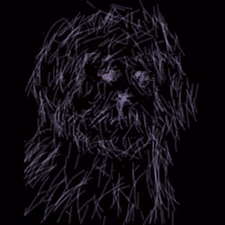 My dog in the dark