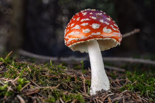 Item #64713155281190120806625528010509445569029273032710388433466981988086732292097 Media