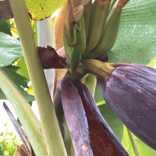 Item #56322661583650327241335368930056989154338103014947234537333187356533930852362 Media