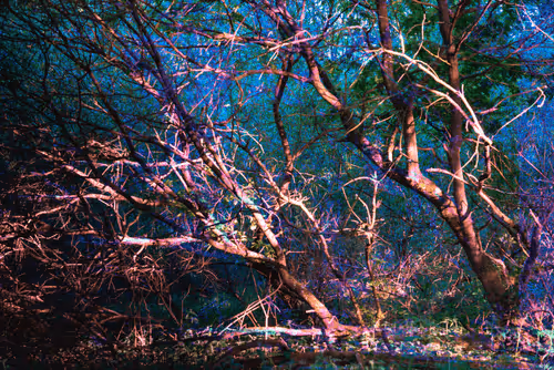 Untitled Collection #92399295