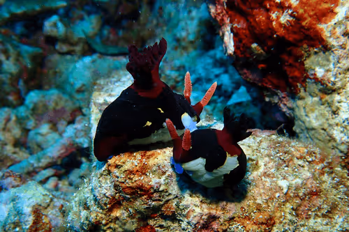 Underwater Unseen Thailand