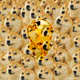 64536456341285675859788069130660088481171403000174399081275630858772796145665