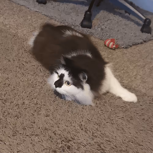 Item #13161020314009032005485822086301964352885579695205061807387255073925559746561 Media