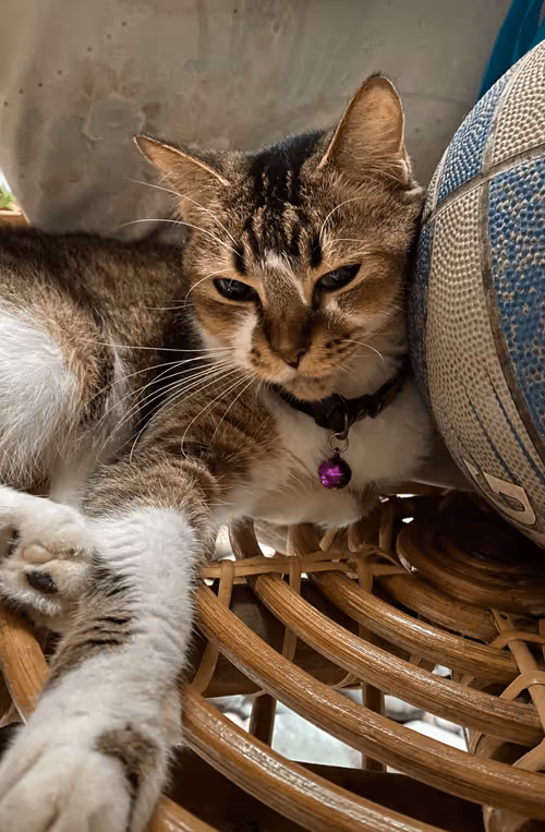 Item #98067606819010704980002055146408125819543828101100051405361958643618818293769 Media