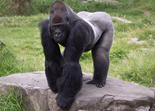Western Gorilla