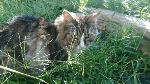 Item #88680272721371285934501562988049178859599418492822572919113237421279194120193 Media