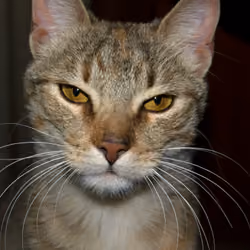 Hipnotizante Encuentro Felino