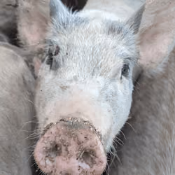 Pig squeal