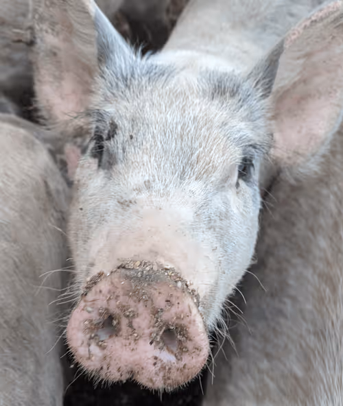 Item #16909268132680196582164481256812273154078811264340145543494239414273777336321 Media