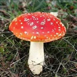 54658049979898971032355539673876588794277822125732617114510633489455743238242