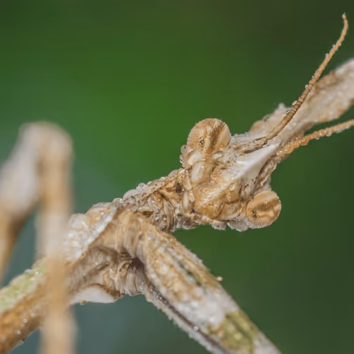 85482677209635580740523827451099252136629396536545148940270710363328572555265