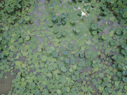 Item #42367402454926581942619760928835310535724341624545693814929607687874407301220 Media