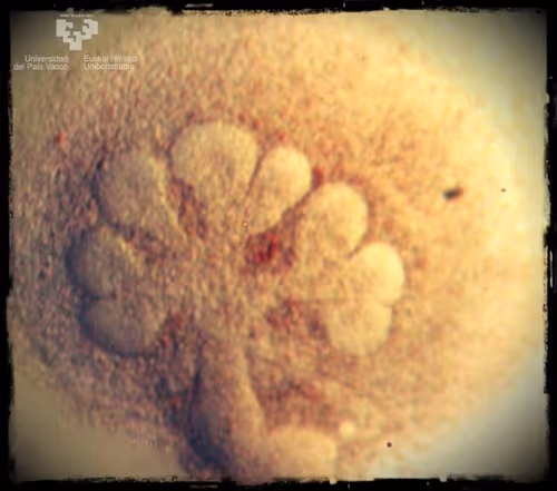 Item #23217486054753313313832658435722255441588252076400940924868810806624375537665 Media