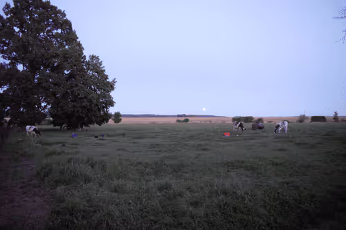 Item #25048395052866519615583306303043483840076282884633851044387431756461502365697 Media