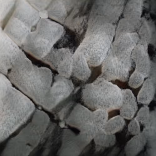 Item #58241160855422744817468407088196322100109565521561100950236908410115924688897 Media