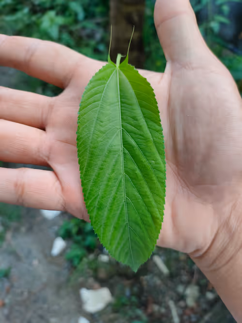 Item #31081804352330578596568685091517160537930858517835942894700269997709313703937 Media