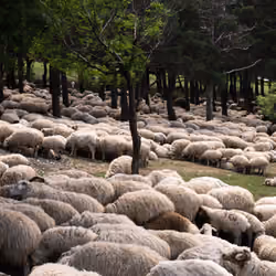 Sheeps