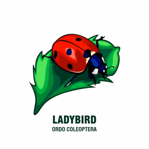 Item #113252179453666891179066548425293722913457718042514903622113837930016113950770 Media